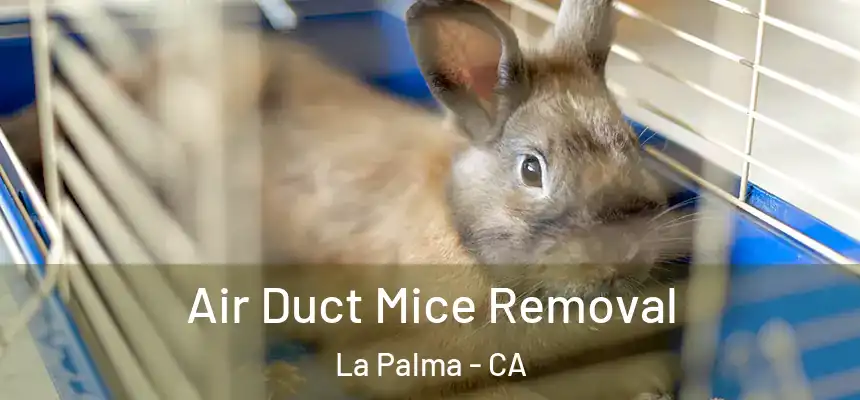  Air Duct Mice Removal La Palma - CA
